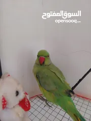  5 ببغاء درارة هندي ذكر اسمو كوكو عمر سنتين مطوق اليف جدا ما بعض نهائي لعوب بحب الاطفال