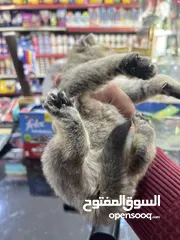  4 ذكر سكوتش فولد غولدن ny 24تخفيض عالمي عرض بيهز الأرض فعلي مش كلام يا بتلحق او ما بتلحق