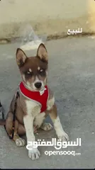  4 جرو هاسكي عمر ثلاث شهور