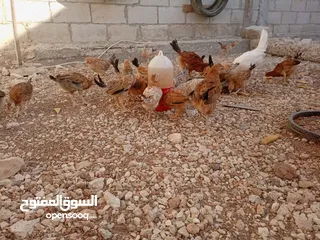  7 صوص بلدي للبيع