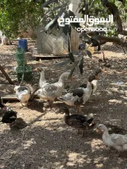  7 مجموعه طيور للبيع