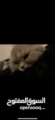  3 سكوتش فولد ( السعر قابل للتفاوض )