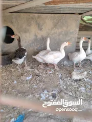  4 وز عدد 7 للبيع موجود في الكرك القصر
