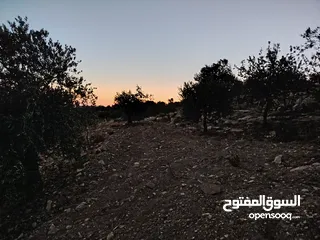  14 ارض للبيع 4300م على القوشان وعلى الواقع 12دونم متواجد بيت مساحة 380 متر طابقين +خزان يتسع50 متر