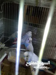  5 اللبيع 3جواز حب اللبيع اربد دوار صحاره مع 3كواخ وقفص 3معالف