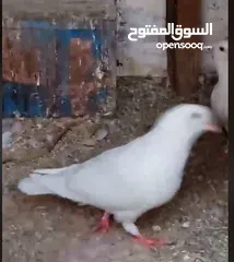  6 حمام لاحم فرنسي شغال  للبيع
