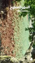  1 حمص اخضر مكسيكي