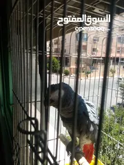  5 كاسكو فرخ لقطه