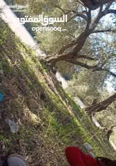  24 ارض على طريق بلعا دير الغصون قبل مفرق اكتابا