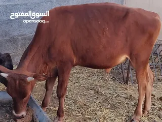  3 عجل عماني ود سنه