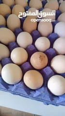  5 بيض بلدي للاكل فقط