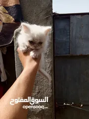  1 قطه نثيه قزومه للبيع
