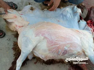  9 لحام منزلي متنقل لذبح كافة الاضاحي والعقائق والنذور