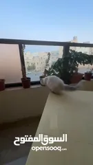  7 قطة للبيع هملايا