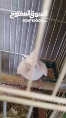  5 جوز كوكتيل البينو تحته فراخ