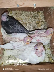  5 فراخ درة وفراخ كوكتيل للزق اليدوي