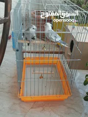  4 جوز كوكتيل وايت فيس للبيع او للبدل على جوز لاتينو