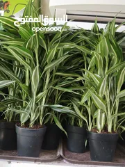  5 Indoor plants