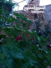  1 مزرعة وفلة للبيع بموقع ممتاز