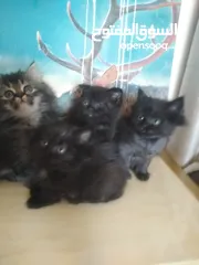  4 Britch/Scottch cat.. 2 months old