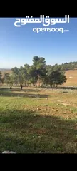  16 ارض مميزه للبيع  3 دونمات ونصف ارض مرتفعه مطله منطقه امنه  قطعة الارض تصلح  لبناء مزرعة او شاليه