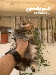  12 كتنز مكس سكوتش ستريت وبريتش فولد للبيع