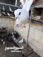  1 موجود خم حمام كامل للبيع بلدي و غيرو من أنواع اقر ا الوصف