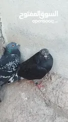  1 جوز حمام بلدي بلدي