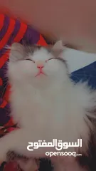  8 Cat Persian