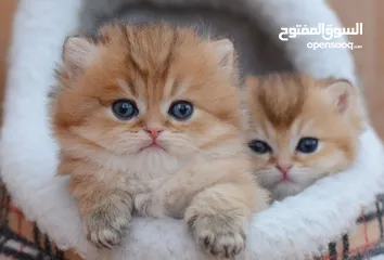  2 نشتري قطط سكوتش وبريتش الإعمار من شهرين ل3