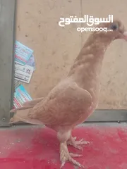  1 اول اشي نبدا بصلاة ع النبي اللهم صل على سيدنا محمد