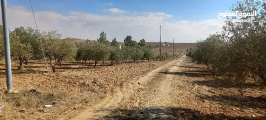  11 مزرعة زيتون للبيع
