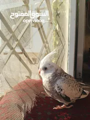  1 كوكتيل لون نادر
