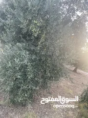  21 ارض دونم مع بيت ارضي وبيت طابقين