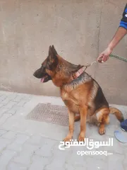  3 كلب جيرمن للبيع نثيه وفحل