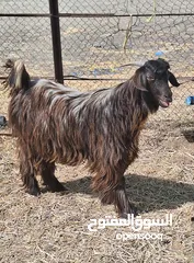  2 جدايه حوليات سمان فل الحمد الله