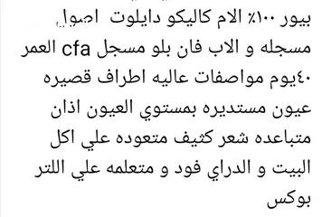 3 بيرشن  للبيع شهر ونص