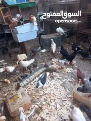  3 حمام مشكل 70 جوز