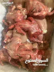  2 اعلاف قطط وكلاب دجاج ميـ،ت