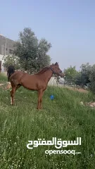  3 فرس انجليزيه فل مسجله في نادي السباق للخيول