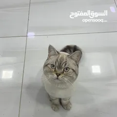  22 قطتان جميلتان تبحثان عن بيت دافئ  Two lovely cats looking for a loving home