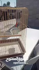  3 ببغاء كاسكو أليف بغيار مع القفص