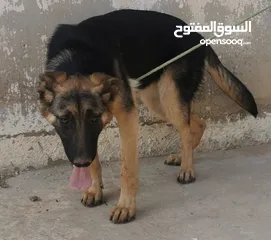  3 كلبة جيرمن عمرها 7 شهور للبيع
