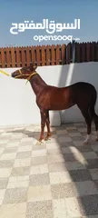  3 مهر بدوي العمر 10 شهور الطول 130 محجل ثلاث مطلق يمين سياله جميله ساغ سليم مهر ما شاء الله