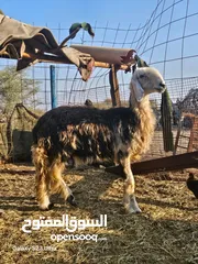  2 جاعده نجديه رأس الحصان