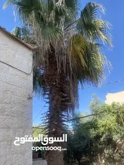  1 شجرة نخله زينه طول 6 امتار