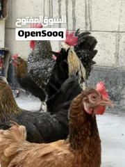  6 دجاج وديوك للبيع