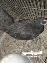  2 دجاج بلدي بياض للبيع