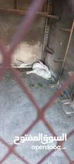  4 أرانب فرنسي ذكر وانثى والانثى حامل