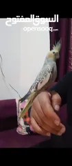  12 ببغاء كوكتيل